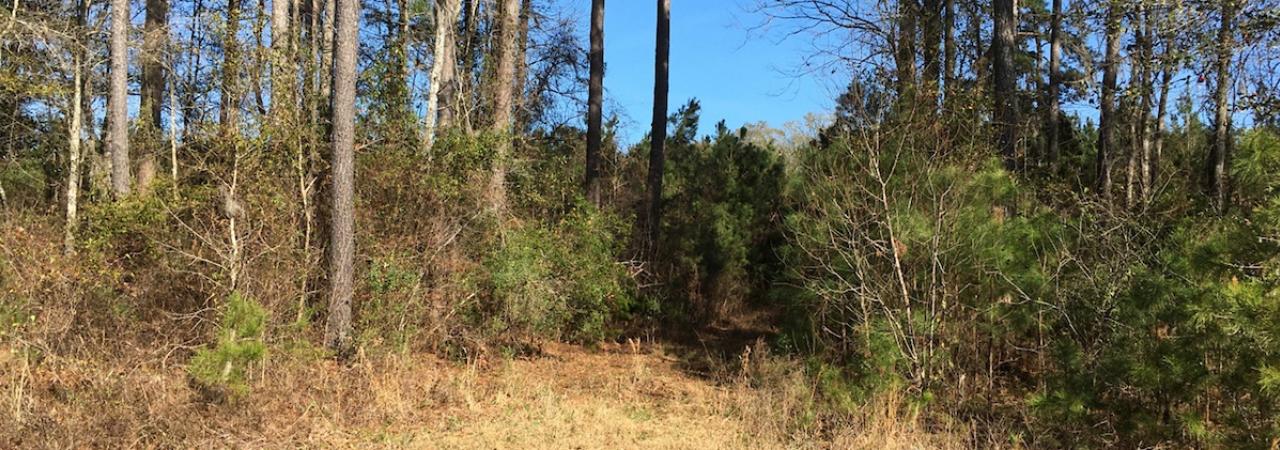 Port Royal Island near Gray's Hill, the highest point of land on the island, about 6 miles north of downtown Beaufort.