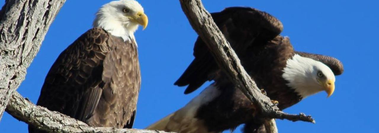 Bald eagles at George Washington Birthplace National Monument