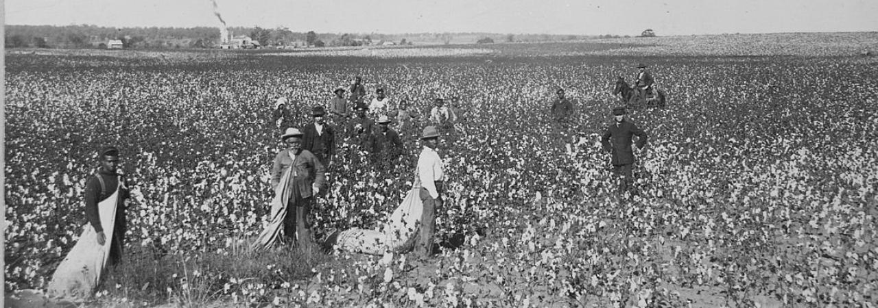 Cotton Cut-Out?  Thomas County Ag