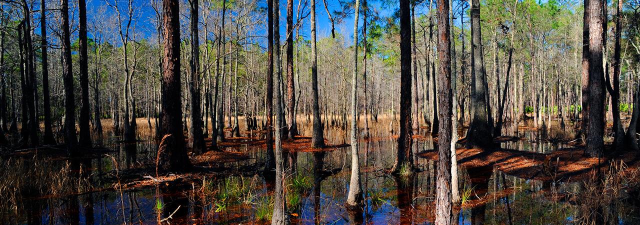 Vibrant photograph of the woods at Olustee