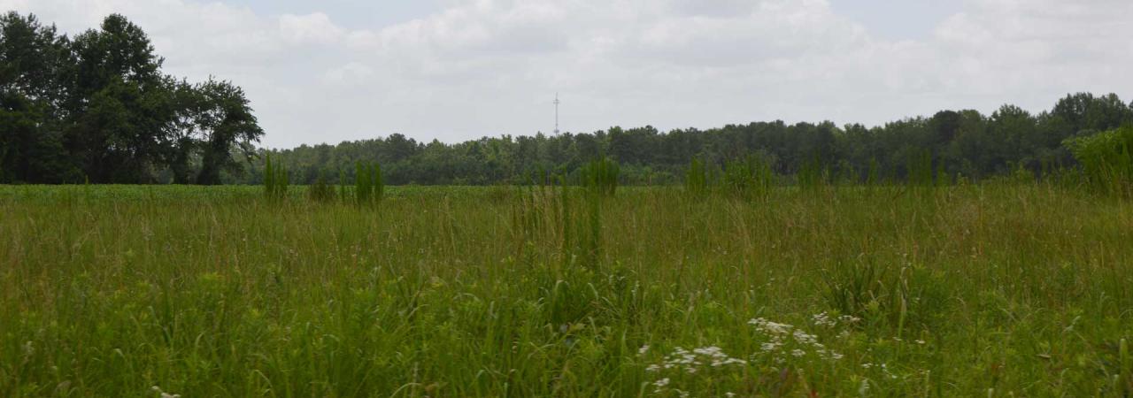 Wyse Fork Battlefield, Kinston, N.C.