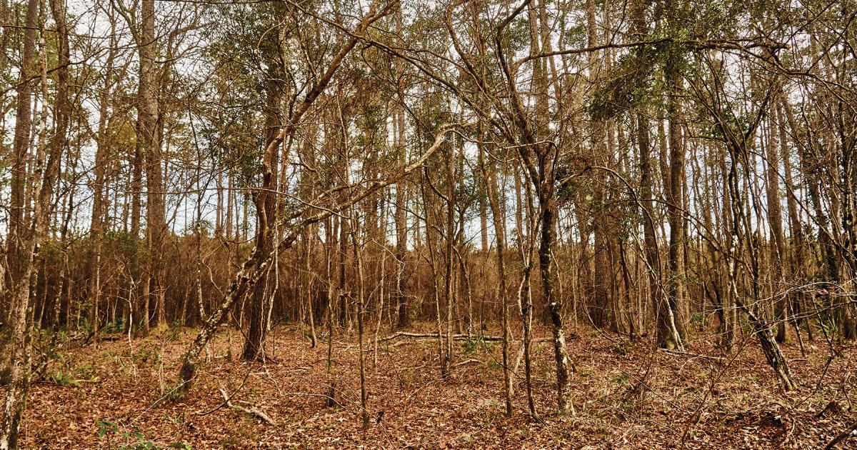 Recently Released Stories Preserve South Carolina History | American ...