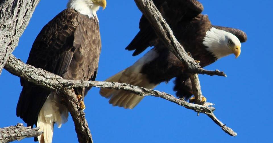 WASHINGTON, DC - APRIL 29: The Nationals bald eagle Mascot