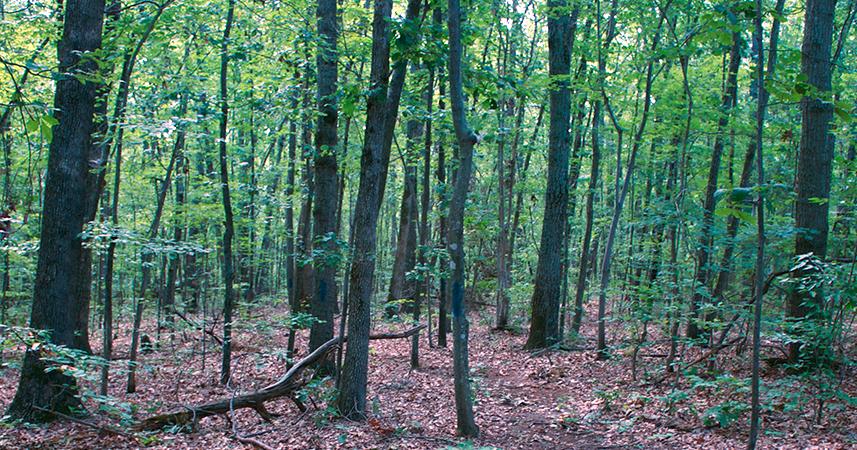 Visit Mine Run Battlefield | American Battlefield Trust