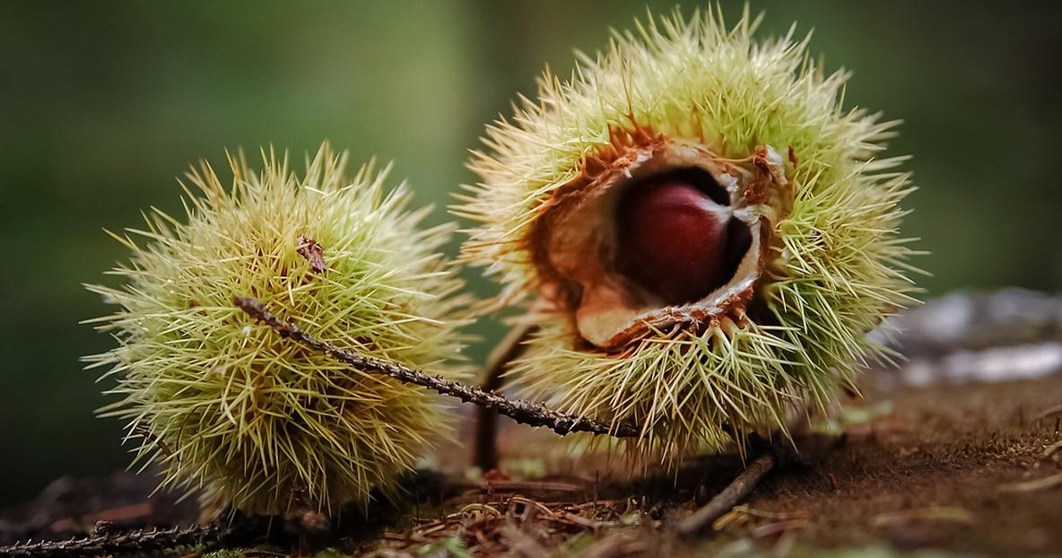 American Chestnuts on Arbor Day | American Battlefield Trust