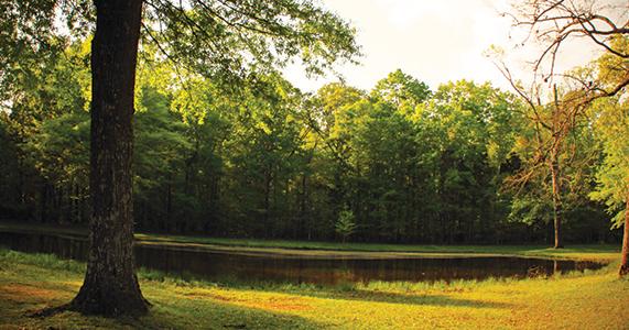 Tour The Shiloh Battlefield In One Day