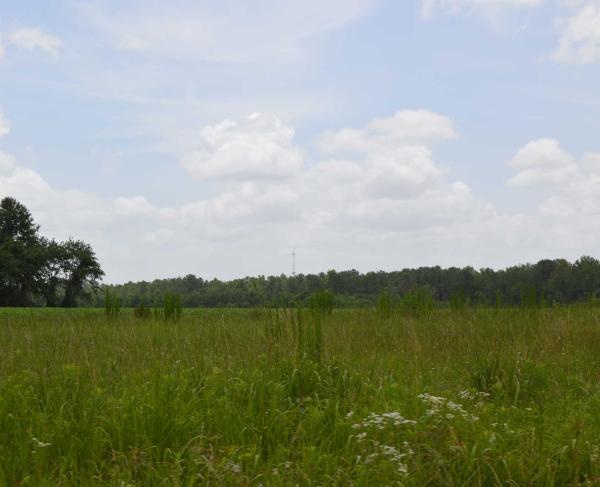 Wyse Fork Battlefield, Kinston, N.C.