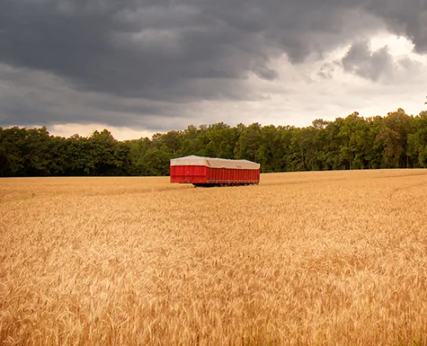 This is a landscape image of the golden wheat fields at the Gaines' Mill battlefield.