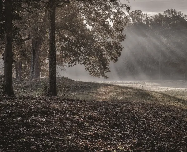 This image depicts rays of light shining through the trees at Spotsylvania.