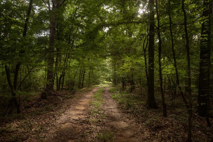 Champion Hill Battlefield, Miss.