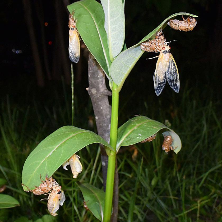 A number of Brood X periodical cicadas that have just undergone their final molt. They are still pale yellow and their wings are in various stages of unrolling.