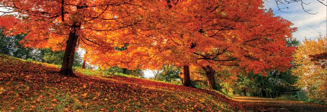 Trees at Marye's Heights