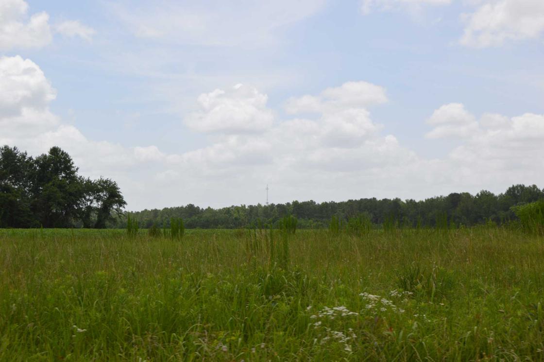 Wyse Fork Battlefield, Kinston, N.C.