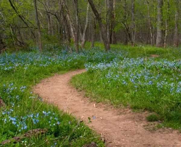 The Bluebell Trail at Bull Run Regional Park, Manassas, Va.